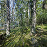 Woods in Gorvaln Nature Reserve, Sweden