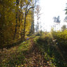 Forestway in the woods near Lich, Hessen, Germany, in Autumn