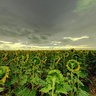 Girasoles
