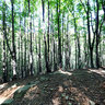 In the beech forest