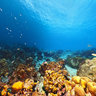 Captain Don's dive point