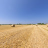 Farm near Amaliada city