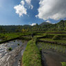 Paddy Fields Sulawesi