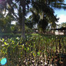 Mangrove Planters, Ampara District