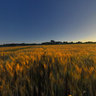 Barley Fields and Village Church. Crissay-sur-Manse