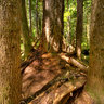 Avatar Grove, Port Renfrew, Vancouver Island