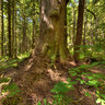Avatar, Port Renfrew, Vancouver Island