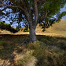 Shade of a tree, Komodo Island, Indonesia