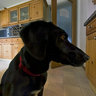 Dog TV