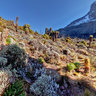 Giant Groundsel in Barranco Valley - Kilimanjaro - TZ