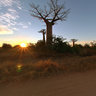 Baobab Alley near Morondava