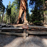 The Grizzly Giant Sequoia