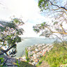 Morro da Urca visto da mata 