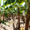 Organic Banana Plantation in Mao, Dominican Republic