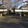 Sakura (Cherry blossoms) in Nihon Budokan