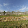 almond trees Jalon