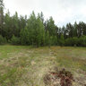 Clearing in the pine forest
