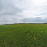 The wild flowers in Mongolia