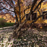 Magnolia tree - Slovakia - Zilina