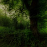 Forest path in  Vallo park