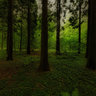 In the forest, Gjorslev Bogeskov