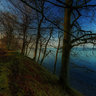 In the forest on the coast