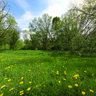 Ravine Park Toronto