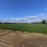 The last Orange Tree Orchard in Silicon Valley