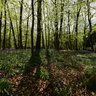 Bluebells at Ashridge Estate, Chilterns