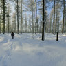 Winter trees