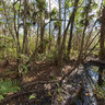 Fakahatchee Strand 2