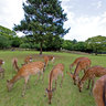 Deer feeding in Nara Park, Japanese National Treasure