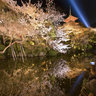 Kiyomizudera Sakura Pond