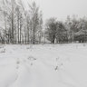 Winter Forest