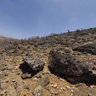 Valley of the bottle trees