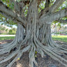 Palm Beach - Banyan Tree @ Intracoastal