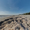 Shells over shells on Sanibel Captiva