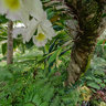 Orchid @ the Four Arts Gardens