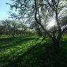 Moscow, Kolomenskoe, apple yard