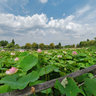 Au milieu des lotus à Saint-Cyr-en-Talmondais  -  France