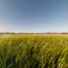 A wheat field in Vila-sacra.