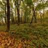 Autumn park in the vicinities of Moscow