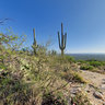 Tucson Cactus off Mount Lemmon Highway