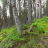 Rawson Trail