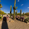 Cactus Garden Gilbert Riparian Preserve at Water Ranch, Gilbert, Arizona USA