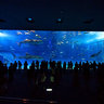 Churaumi Aquarium :: Okinawa in Japan
