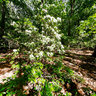 Mountain Laurel, Hartshorne Woods