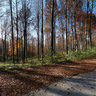 Near Bulgarka