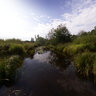 Beavers dam on Kozenka river, aug2011