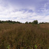 in the Field near Gusevo village, aug2011